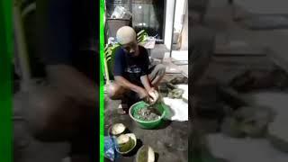 Pemisahan Isi Buah dengan kulit serta penghapusan isi Buah Maja