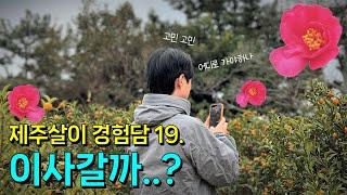 [제주살이 경험담] 이사갈까..? 마음이 오락가락 / 제주도 주택 매매, 전세, 연세.. 뭐가 정답일까요 (제주도 이주, 일년살기)