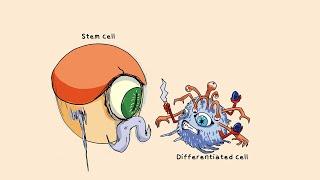 Summary - Natural Killer (NK) Cells