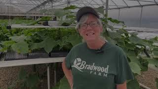 Get Ready to Be Amazed by Hydroponic Bell Peppers!