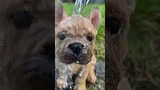 Your my friend now   #dog #cutedog
