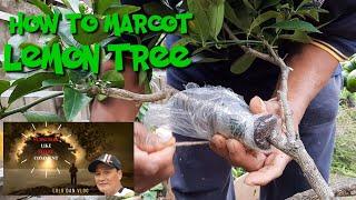 How To Marcot Lemon Tree