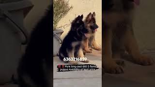 #lover ##doglover #pets