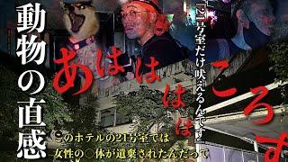 [心霊]解禁！配信者と犬も異常に怖がり入れない○○事件が実際にあった廃ホテル曰くの21号室で何が起こるのか調べに行ってみた[レンタル3-① 柴犬ふわり 真夜中の散歩］