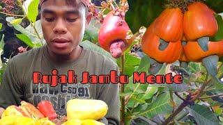 Pertama Kali Makan Rujak Jambu Mete Super Manis | Buah Jambu Mente Di Kebun