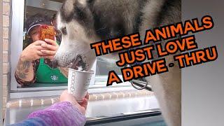 These Animals Just Love A Drive Thru! ️ #compilation | PAWSOME PETS