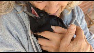 Frankie The Baby Crow Loves His Grandma 