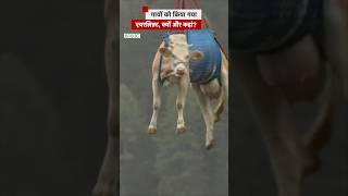 हवा में क्यों लटकी हुई हैं ये गायें? #cow #airlift #shorts  (BBC Hindi)