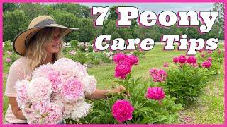 7 Peony Care Tips