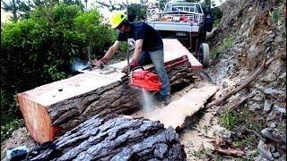 Felling a big pine tree & milling slabs with a portable Chainsaw Mill