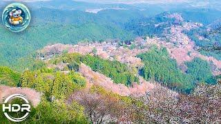 [ Travel Japan ] SAKURA!! World Heritage in Nara, Yoshino. #walking_tour  吉野駅~上千本,奈良:早朝の満開桜