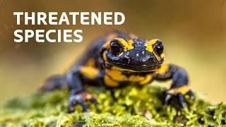 The Rare Species Of Germany's Enchanting Black Forest | Nature Documentary