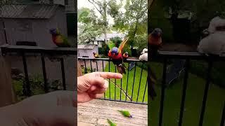 Super Friendly WILD LORIKEET!! 