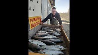 Бомбарда для активной ловли форели