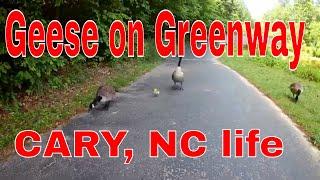 Geese on Greenway - Cary North Carolina life