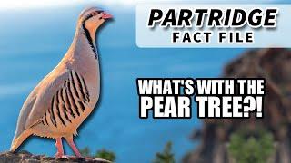 Partridge Facts: WHAT is a PARTRIDGE in a PEAR TREE?
