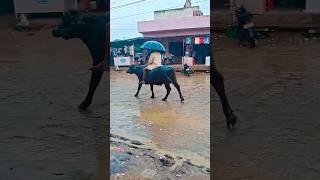सुन सांवरिया मंडफिया वाला काली गाड़ी लानी | PremShankar Jat Sun Sanvra Mandapiya Wala Kali Gadi Lani