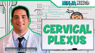 Neurology | Cervical Plexus