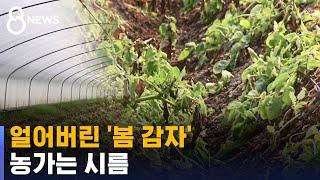 이맘때 굵어져야 할 '봄 감자', 얼어버렸다…농가는 시름 / SBS