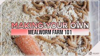 Making Your Own Mealworm Farm 101