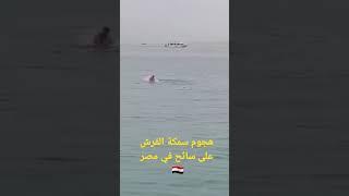 هجوم سمكة القرش على سائح فى مصر  Shark attack on a tourist