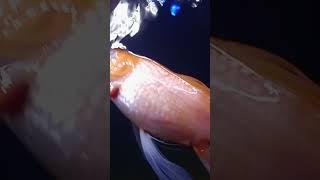 Fish CPR! They aren't Actually DEAD !!  #shorts