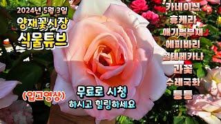 양재꽃시장 식물튜브 2024년 5월 3일 입고영상 시청 하시고 힐링타임 갖으세요~ #양재꽃시장 #식물튜브 #월동 #관엽 #식물아빠