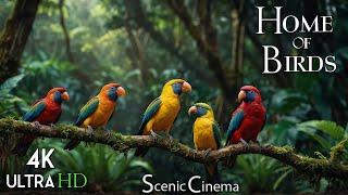 Birds of the Jungle - Forest Singers | Jungle Edition | 4K Scenic Cinema With Nature Sounds