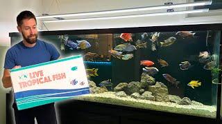 Unboxing Beautiful African Cichlids for the Fish Room!