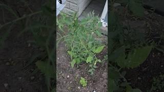 garden tour | Part 4