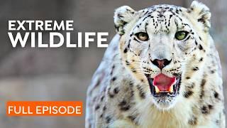 Snow Leopard’s Fight for Survival | Himalayas Wildlife | Nature Documentary