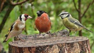 Video for Cats to Watch - Birds in My Garden