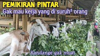 Muda Mandiri. Timbul Pemikiran Ternak Kambing Yang Gak Di Atur Sama Orang Lain