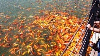 Fish Feeding Langkawi-Malaysia