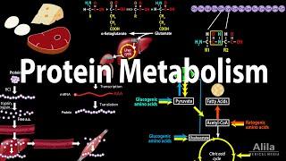 Protein Metabolism Overview, Animation