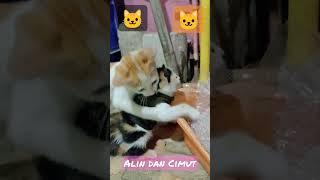 sadis penyiksaan terhadap kucing kecil #viral #fyp #fypシ゚viral #viralshorts