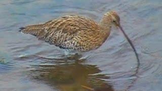 Curlew - Hayle Estuary Bird Watching