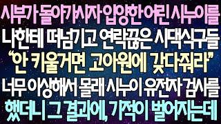 (반전 사연) 시부가 돌아가시자 늦둥이 어린 시누이를 나한테 떠넘기고 연락끊은 시댁식구들 너무 이상해서 몰래 시누이 유전자 검사를 했더니 그 결과에, 기적이 벌어지는데/라디오드라마