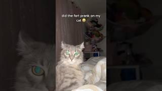 Whose fart scared the cat? #music #cat #funny