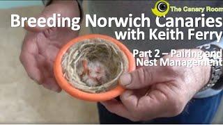 Breeding Norwich Canaries - With Keith Ferry Part 2 Pairing up and nest management