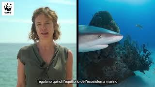 WWF   10 curiosità sugli squali