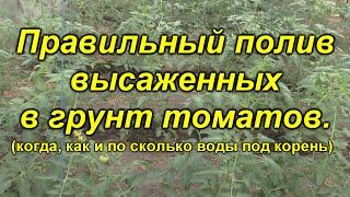 Полив томатов после высадки - как правильно?(наглядно)