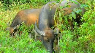 looking buffalo are eating in the forest at evening times