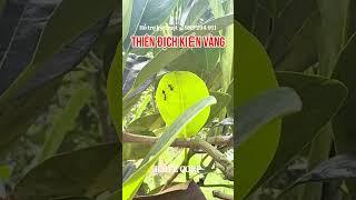 Thiên địch Kiến Vàng bảo vệ cây trồng một cách toàn diện #bmfe #kienvang #mitindo