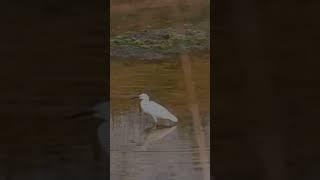 Great Egret ~ In Slow Flight #shorts #bird #wildlife