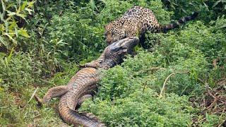 5 CRAZY MOMENTS CAIMAN CAN NOT ESCAPE FROM HUNGRY JAGUAR