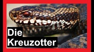 Schlangen in Deutschland | Die Kreuzotter | Reptilien und Amphibien Folge 9