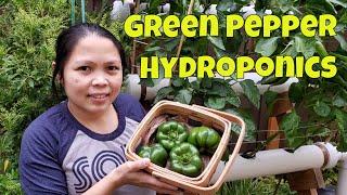 Our Hydroponic Bell Peppers Start to Finish