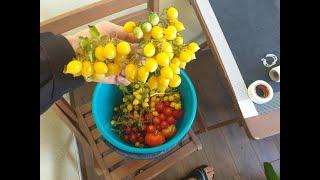 Выращивание помидор на балконе: Полный цикл за 5 минут