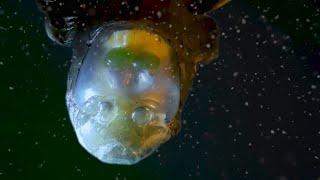 Barreleye Fish with see-through skull